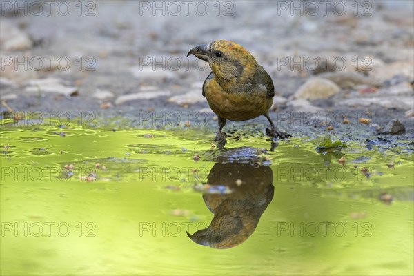 Red crossbill