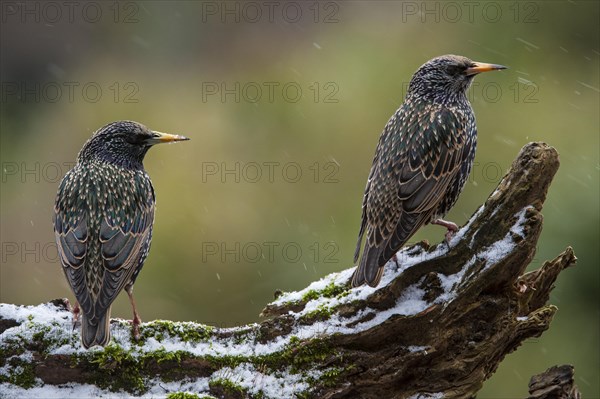 Two Common Starlings