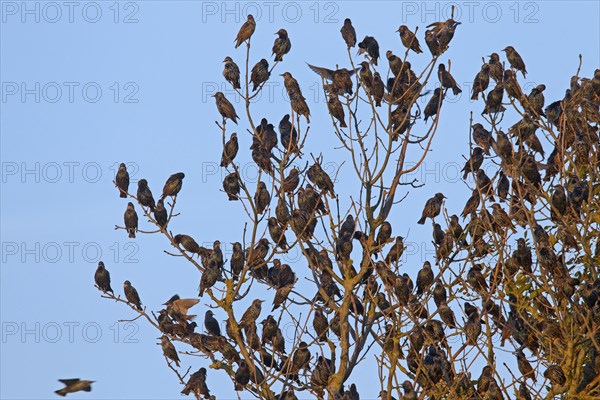 Congregating of common starlings