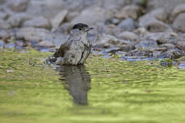 Eurasian blackcap