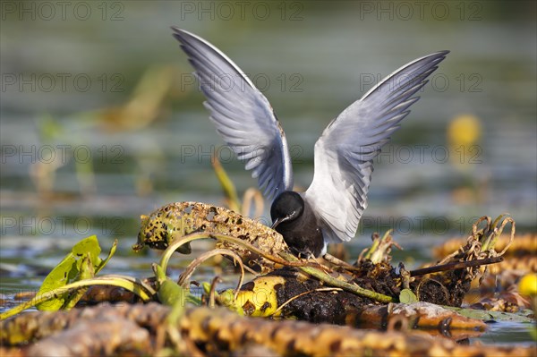 Black Tern