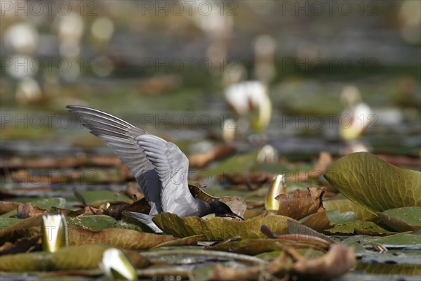 Black Tern