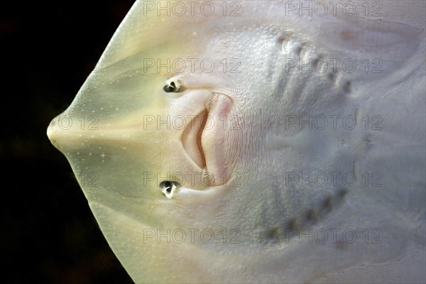 Thornback ray