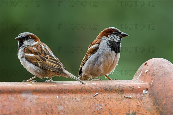Two male house sparrows