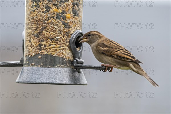 House sparrow