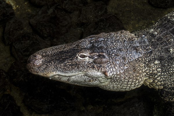 American alligator