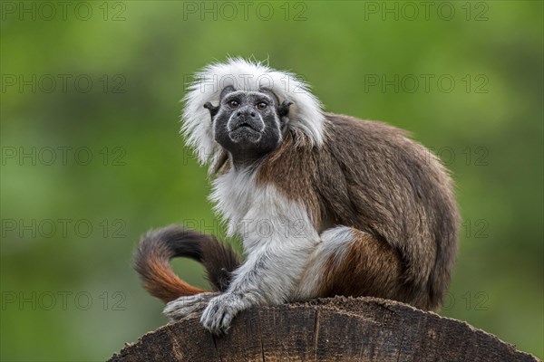 Cotton-top tamarin