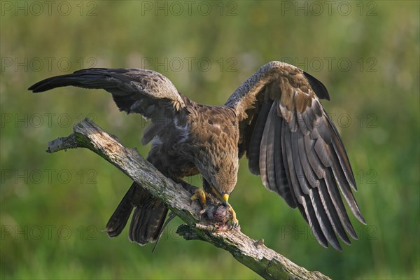 Lesser spotted eagle