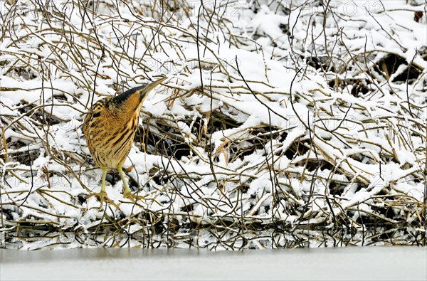 Eurasian Bittern