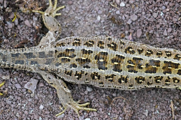 Sand lizard