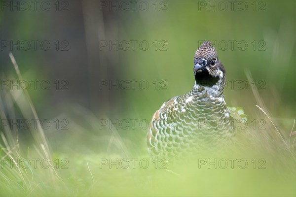 Hazel grouse