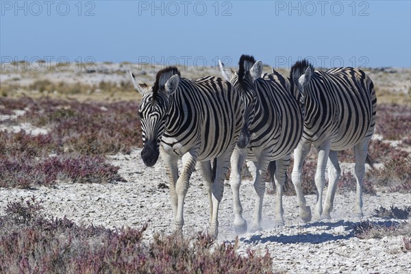 Burchell's zebras