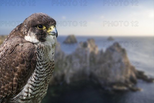 Peregrine falcon