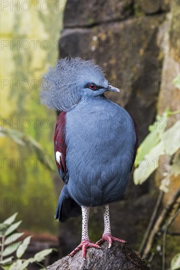 Western crowned pigeon