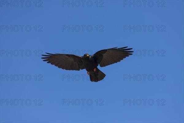 Alpine chough