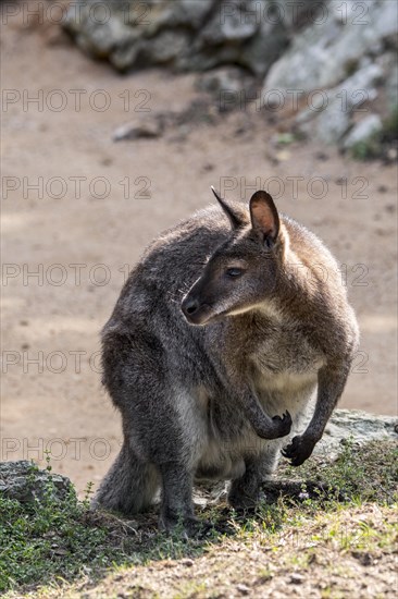 Red-necked wallaby