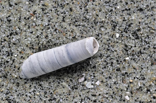 Elephant tooth shell