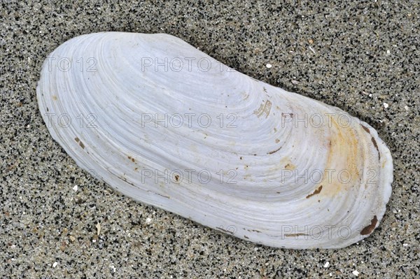 Oblong otter clam