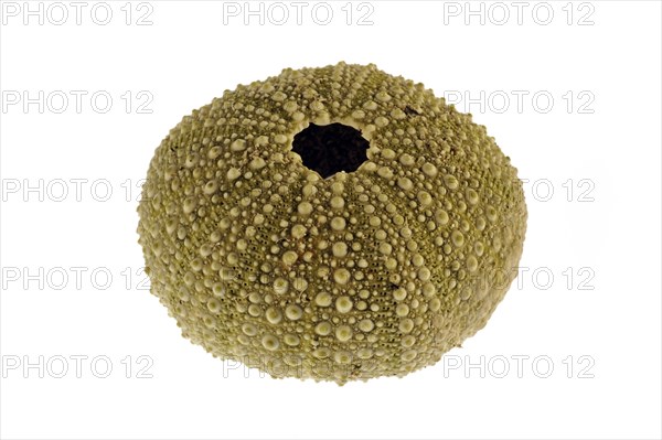 Green sea urchin