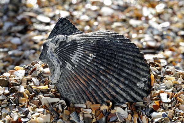 Variegated scallop