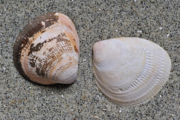 Smooth cockle