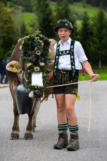 Alpine herdsman leading Alpine cattle