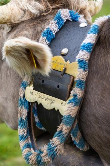 Alpine cattle with cowbell