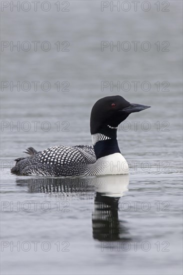 Common loon