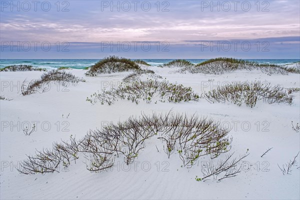 White quartz sand dunes at sunset along the Gulf of Mexico at Gulf Islands National Seashore in winter