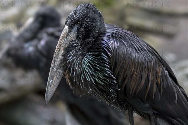 African openbill