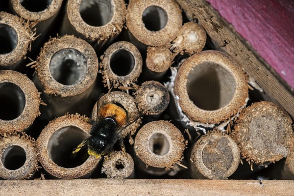 Mason bee