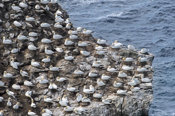 Northern gannets