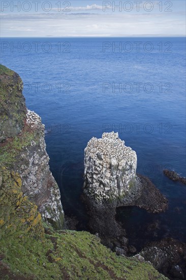 Northern gannets