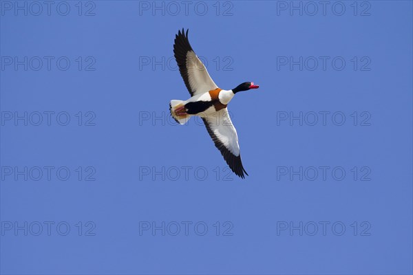 Common shelduck