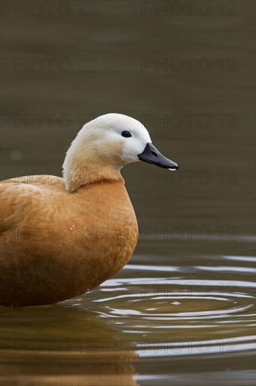 Ruddy shelduck