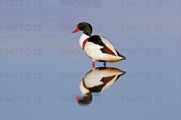 Reflection of male common shelduck