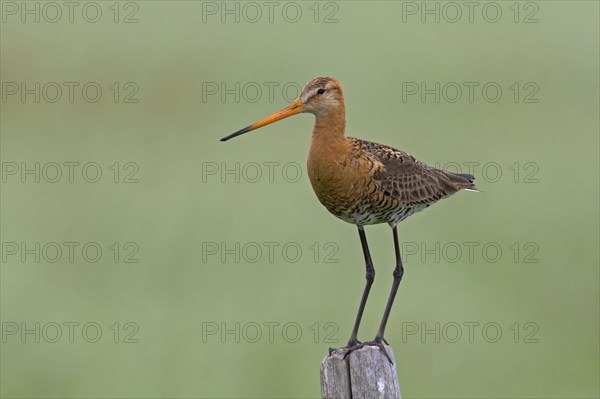 Black-tailed godwit