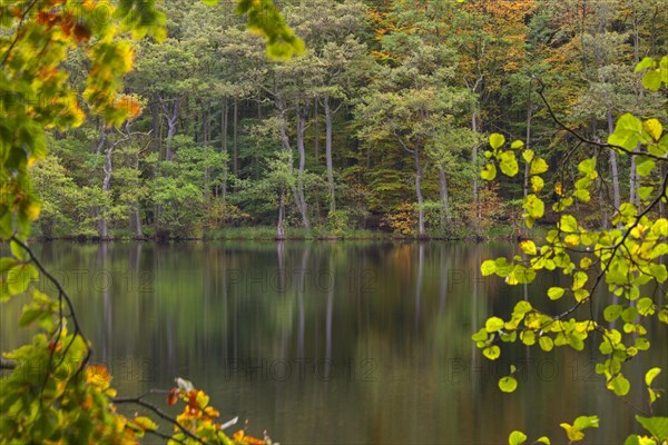 Foliage showing autumn colours along Lake Hertha