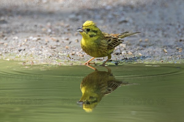 Yellowhammer