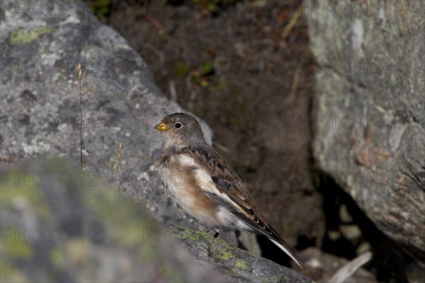 Snow bunting