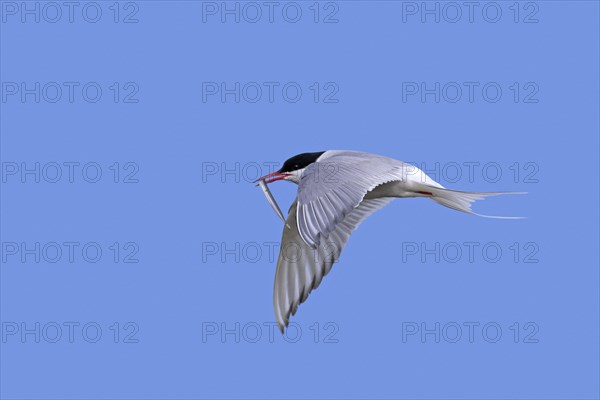 Arctic tern