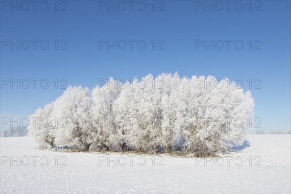 White willows