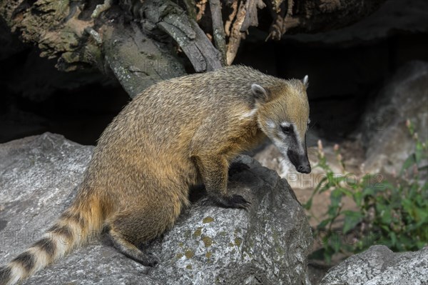 South American coati