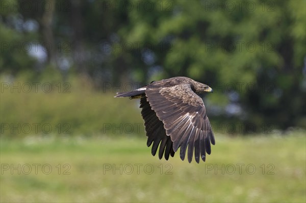 Lesser spotted eagle