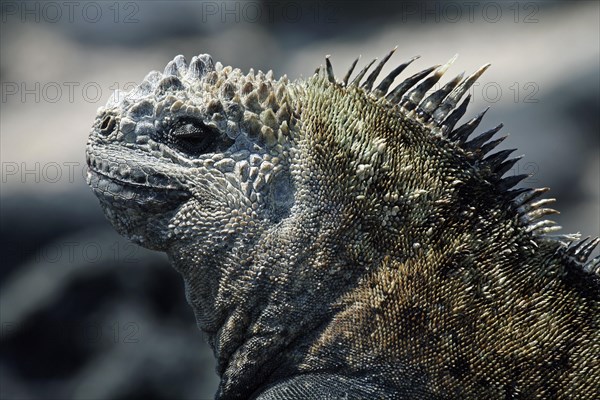 Marine iguana