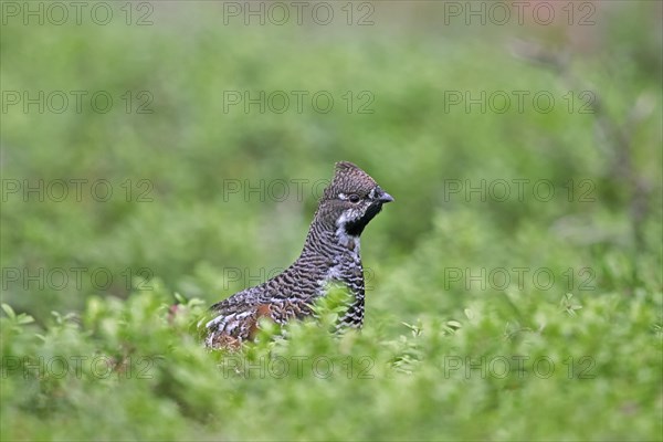 Hazel grouse