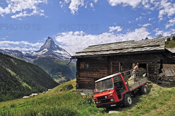 Farmer on Reform Muli vehicle storing hay in traditional wooden granary