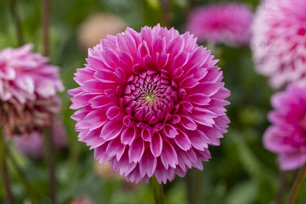 Dahlia Sandra