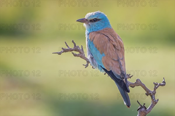 Blue Roller