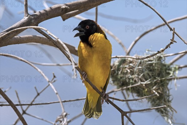 Village weaver